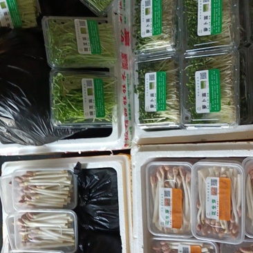 雨旺芽苗菜，全国供货，技术教学。