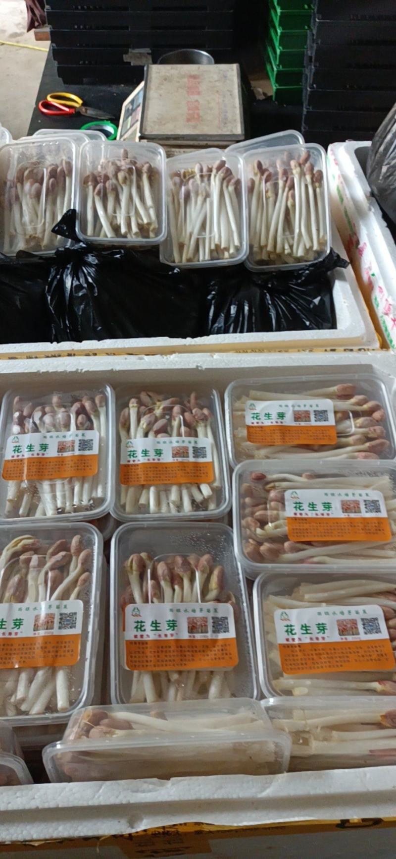 雨旺芽苗菜，全国供货，技术教学。