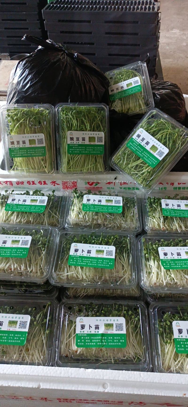 雨旺芽苗菜，全国供货，技术教学。