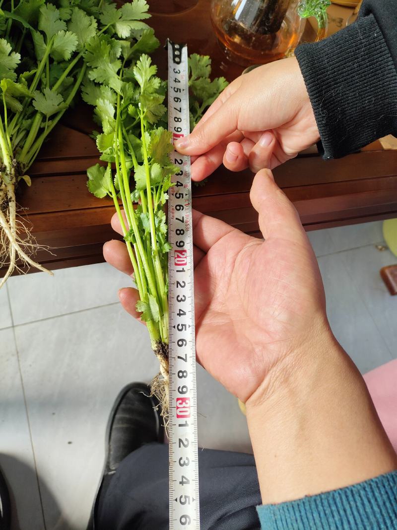 香菜