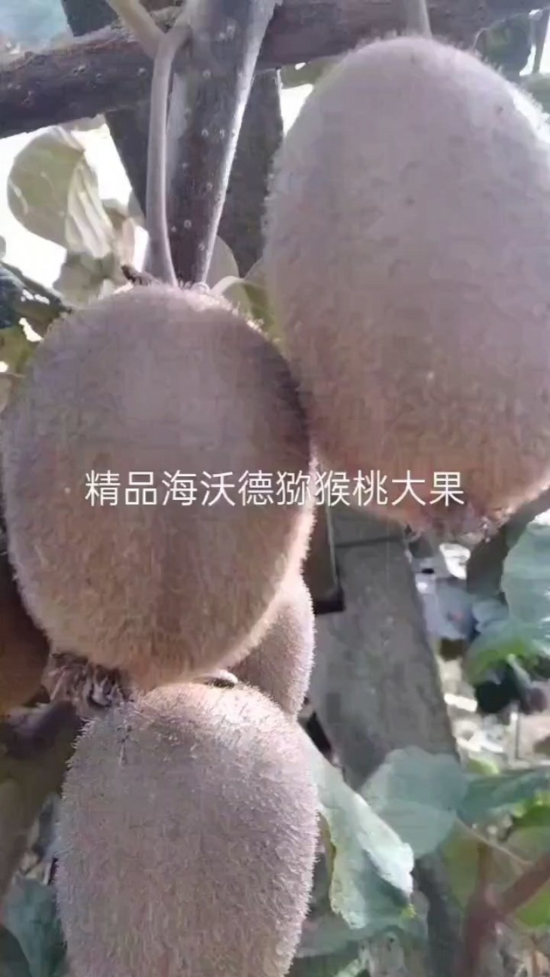 60-90克电商果绿心猕猴桃海沃德徐香翠香大量现货