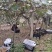 60-90克电商果绿心猕猴桃海沃德徐香翠香大量现货