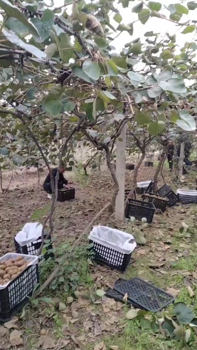 60-90克电商果绿心猕猴桃海沃德徐香翠香大量现货