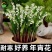 浓香型铃兰花苗帯芽花卉绿植室内阳台多年生耐寒植物好养四季