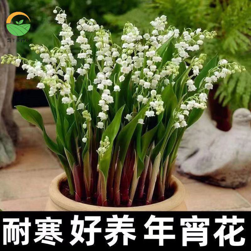 浓香型铃兰花苗帯芽花卉绿植室内阳台多年生耐寒植物好养四季