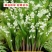 浓香型铃兰花苗帯芽花卉绿植室内阳台多年生耐寒植物好养四季