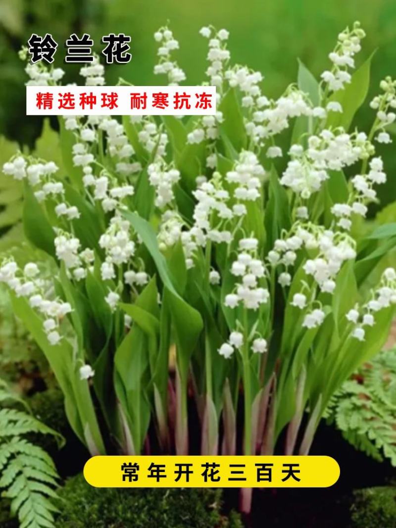 浓香型铃兰花苗帯芽花卉绿植室内阳台多年生耐寒植物好养四季
