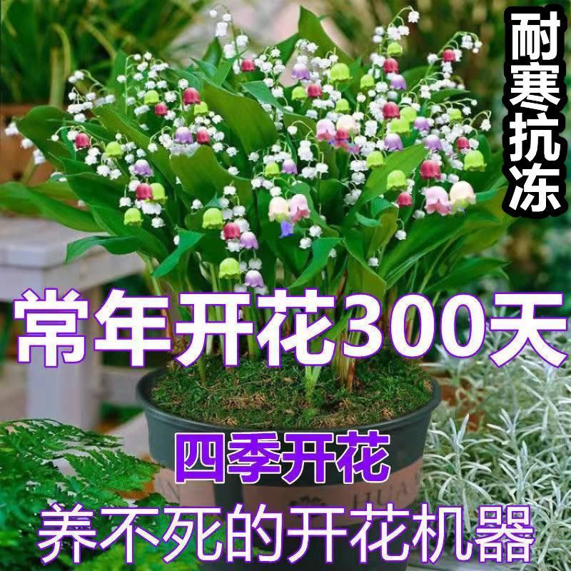 浓香型铃兰花苗帯芽花卉绿植室内阳台多年生耐寒植物好养四季