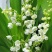 浓香型铃兰花苗帯芽花卉绿植室内阳台多年生耐寒植物好养四季