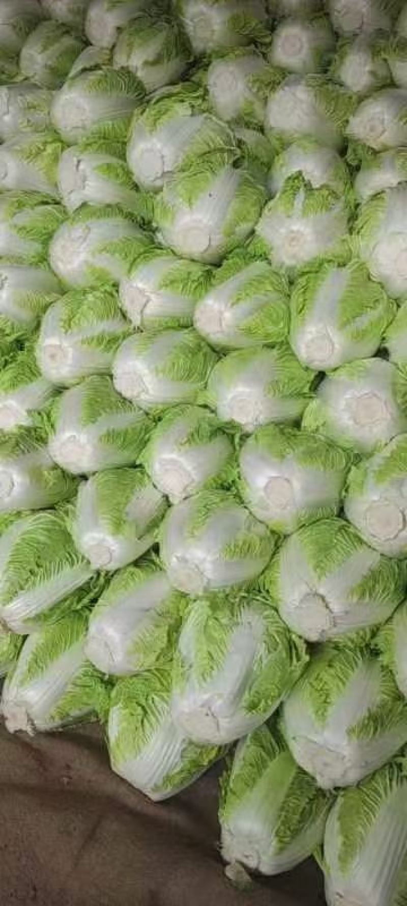 大白菜