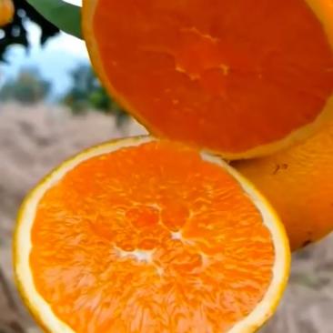 九月红脐橙大量走货皮薄肉厚汁甜现摘现发对接各种平台