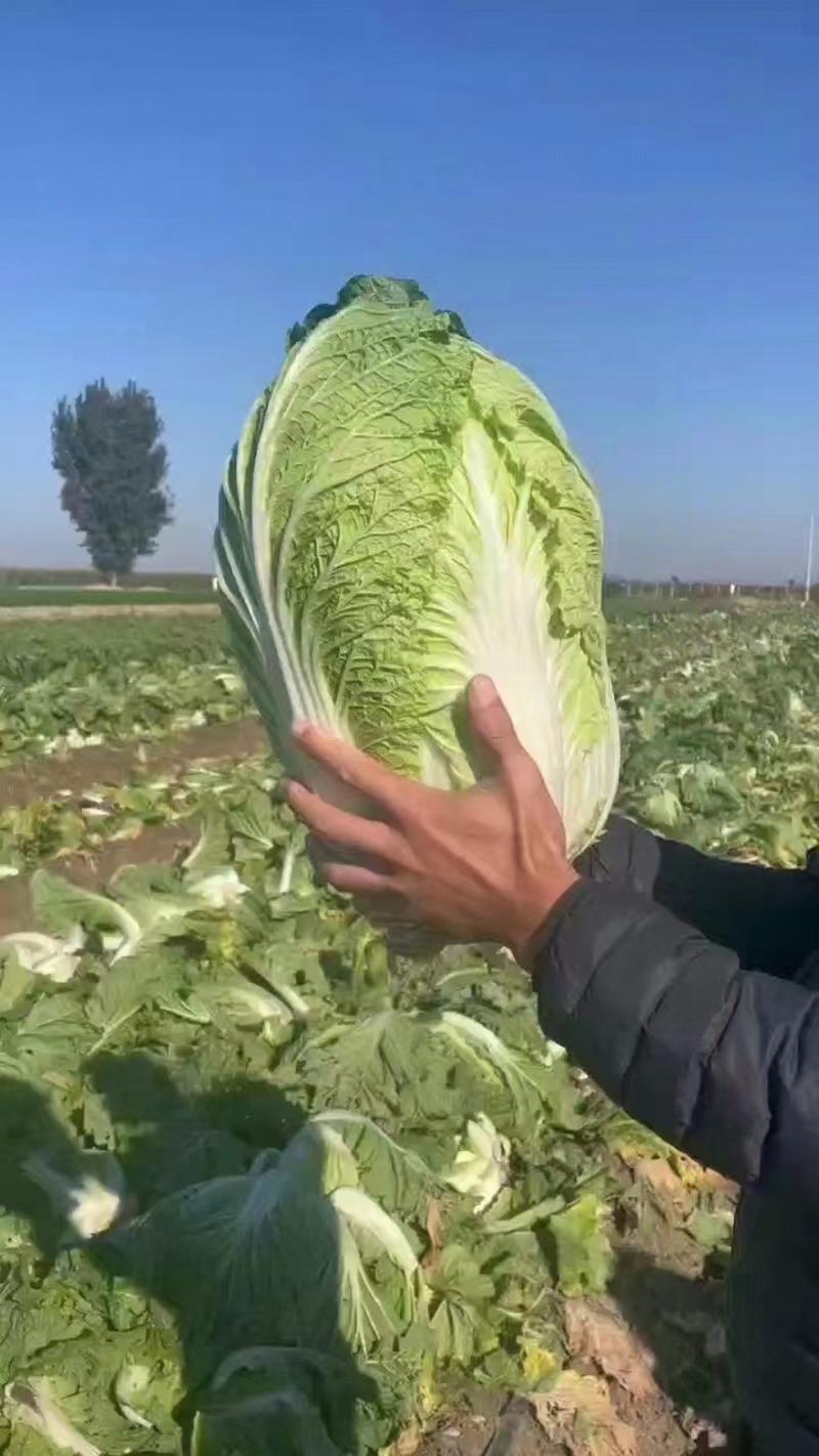 平度黄心大白菜基地大量出货