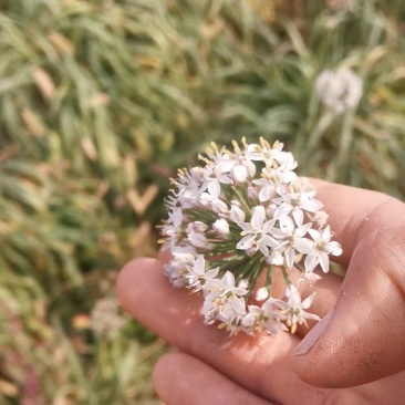 精品韭菜花