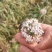 精品韭菜花