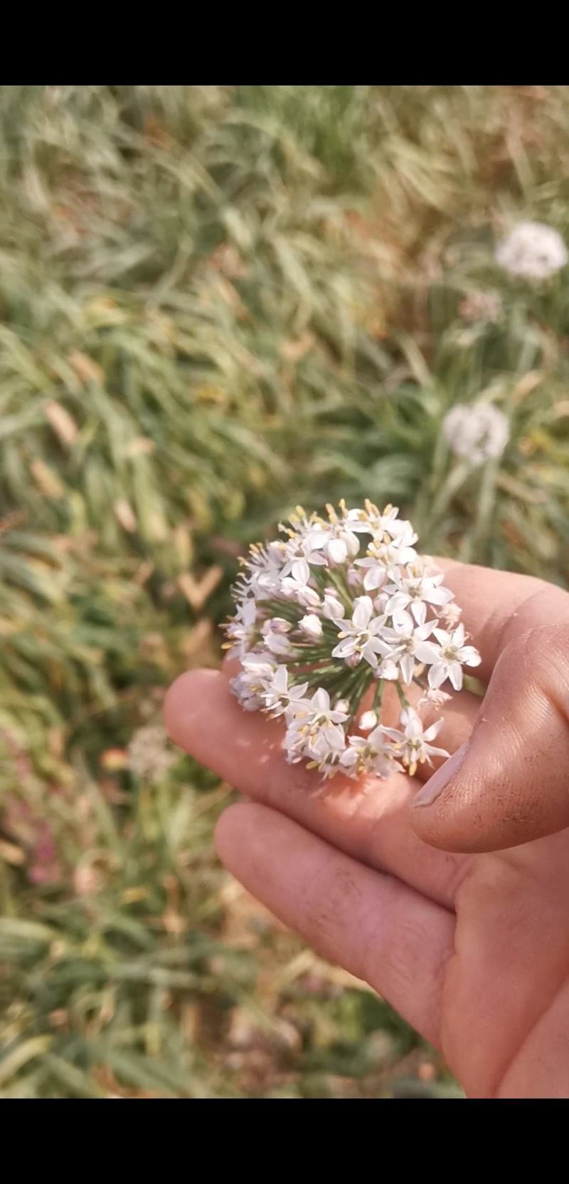 精品韭菜花