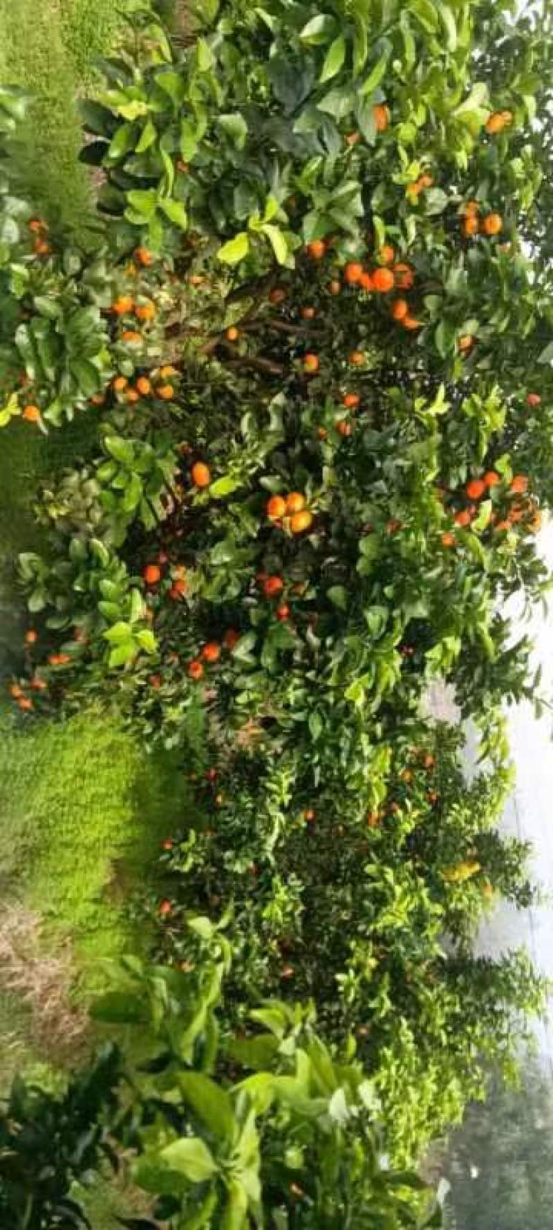 资阳雁江爱媛橙果冻橙，果皮薄，口感好，基地种植，甜度高