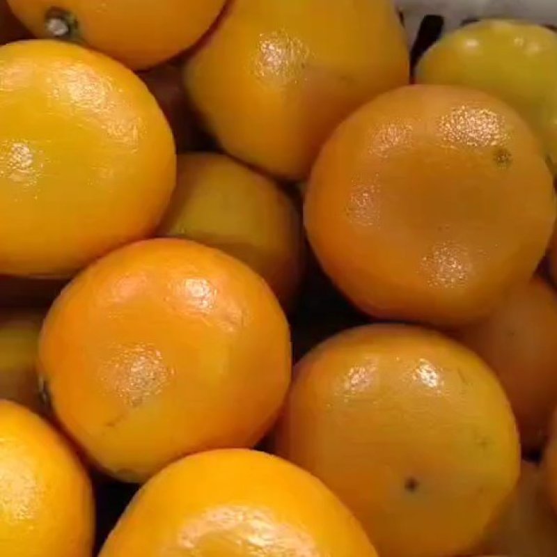 九月红橙子个头大口感甜对接电商商超团购大型平台