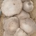 灵芝菇/山东单县优质灵芝菇种植基地/单县圆圆生态采摘庄园