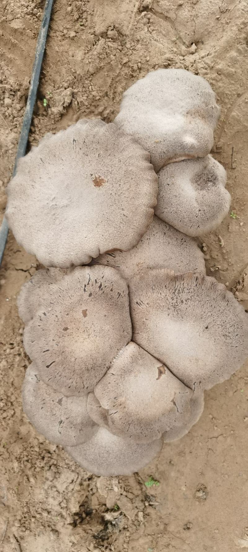 灵芝菇/山东单县优质灵芝菇种植基地/单县圆圆生态采摘庄园