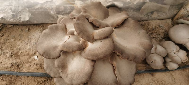 灵芝菇/山东单县优质灵芝菇种植基地/单县圆圆生态采摘庄园