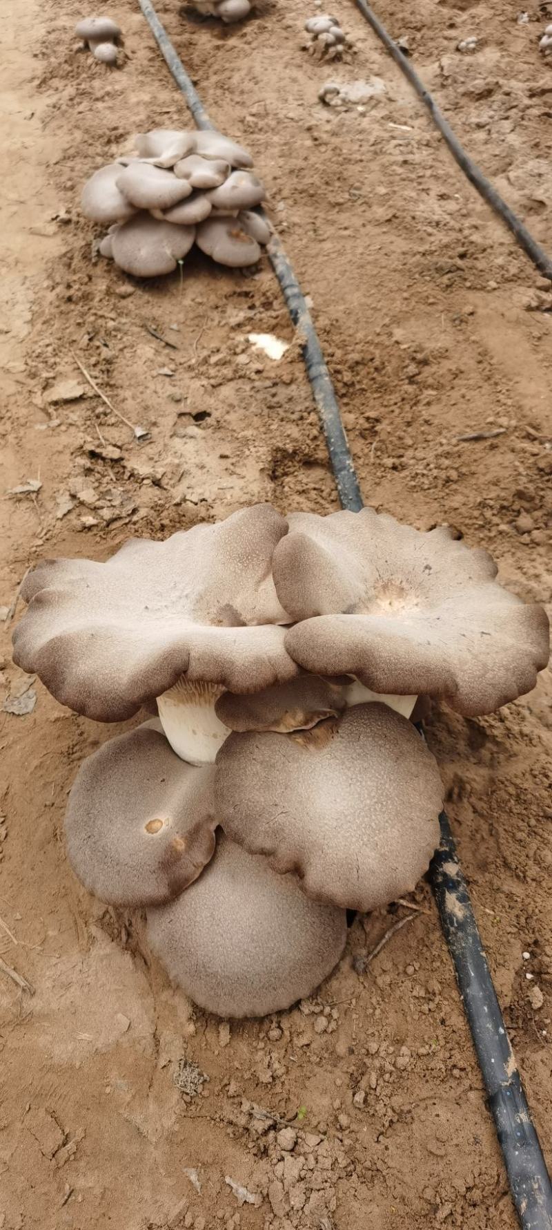灵芝菇/山东单县优质灵芝菇种植基地/单县圆圆生态采摘庄园