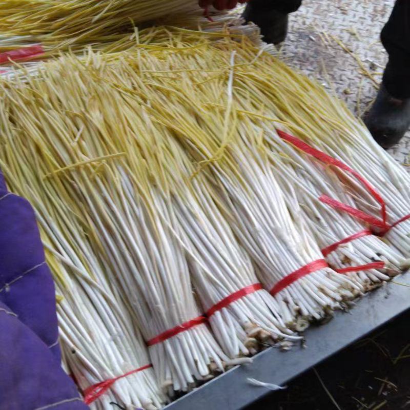 〔精品蒜黄〕新鲜山东蒜黄平邑蒜黄，量大从优，40cm以上