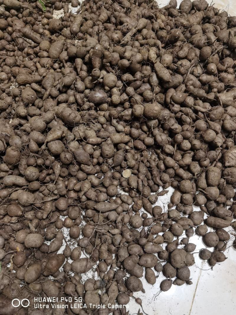 已种植三年的三叶青现挖质量保证现卖。