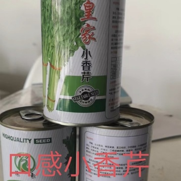 小香芹种子芹菜种子早熟抗病生长快直立性好脆嫩黄易管理