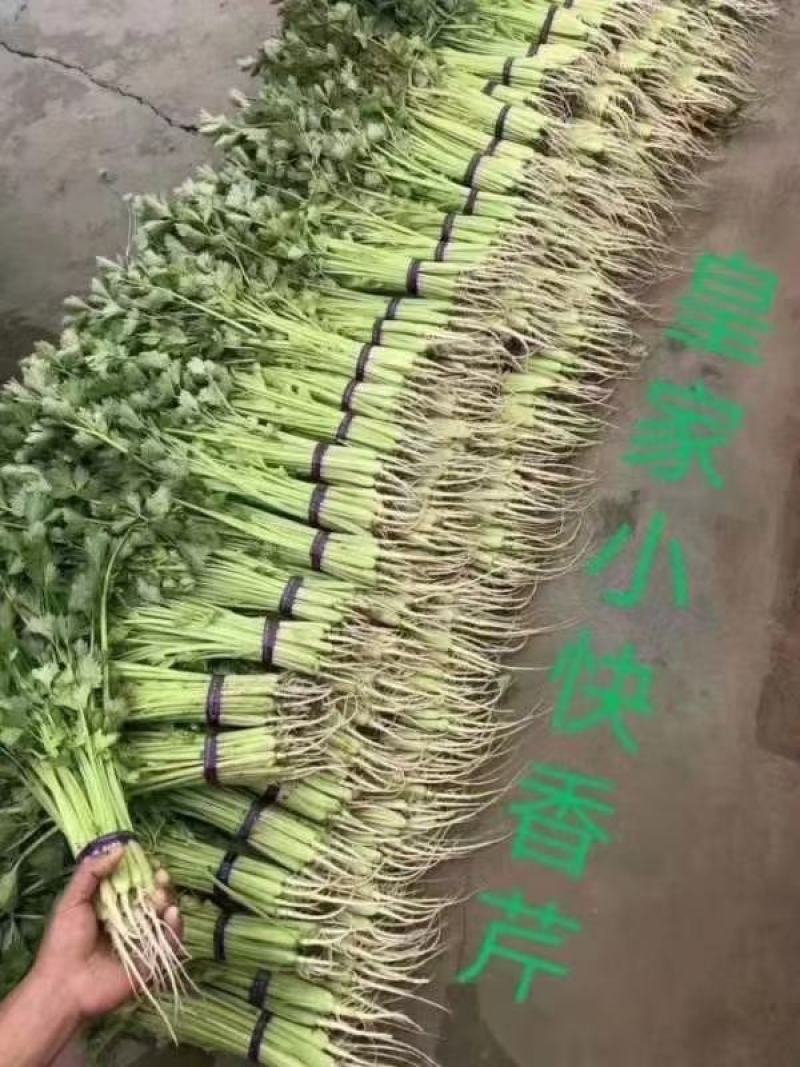 小香芹种子芹菜种子早熟抗病生长快直立性好脆嫩黄易管理