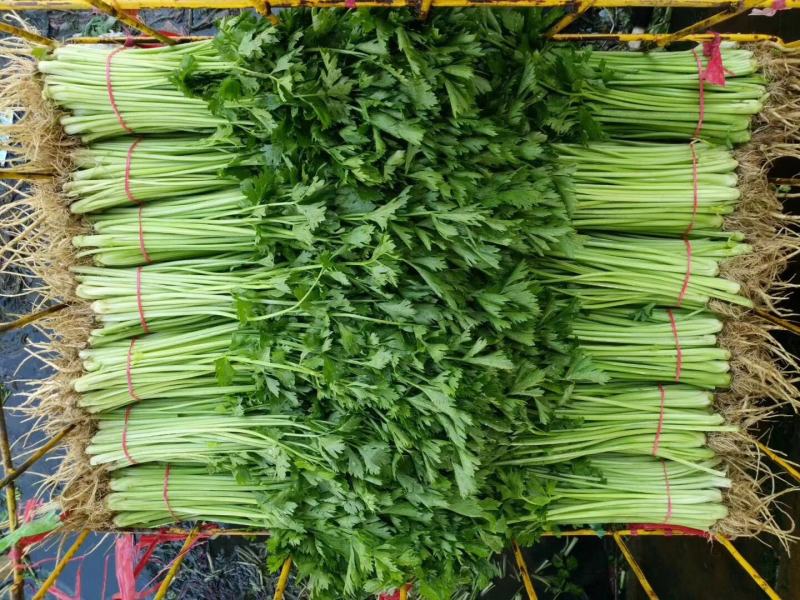 小香芹种子芹菜种子早熟抗病生长快直立性好脆嫩黄易管理