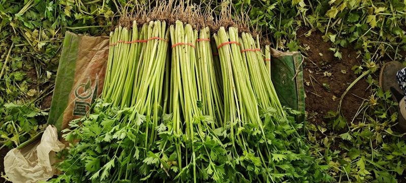 小香芹种子芹菜种子早熟抗病生长快直立性好脆嫩黄易管理