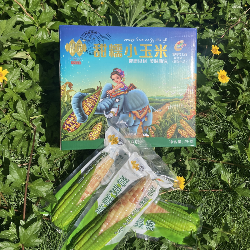 🌽西双版纳甜糯小玉米（糯觅），工厂直营，欢迎对接！