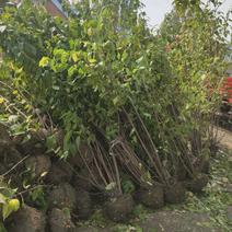 腊梅，丛生腊梅，庭院绿化工程用苗1-3米高量大