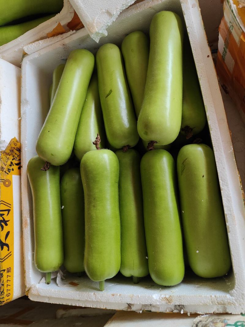 广东瓠瓜新鲜蔬菜瓠瓜夜开花葫芦瓜蒲瓜农家露天种植现摘现发