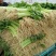 速生小香芹种子芹菜种子生长快易栽培产量高50Cm可上市