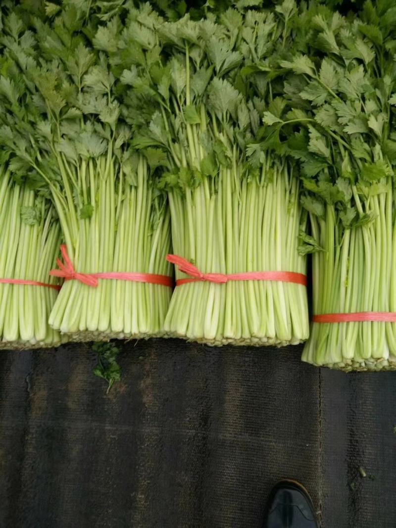 速生小香芹种子芹菜种子生长快易栽培产量高50Cm可上市