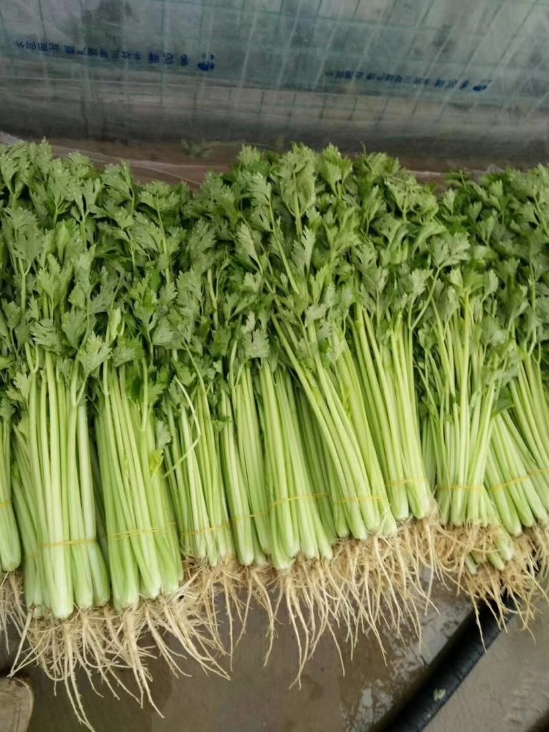 速生小香芹种子芹菜种子生长快易栽培产量高50Cm可上市