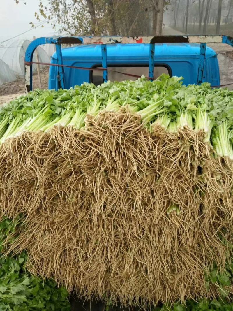速生小香芹种子芹菜种子生长快易栽培产量高50Cm可上市
