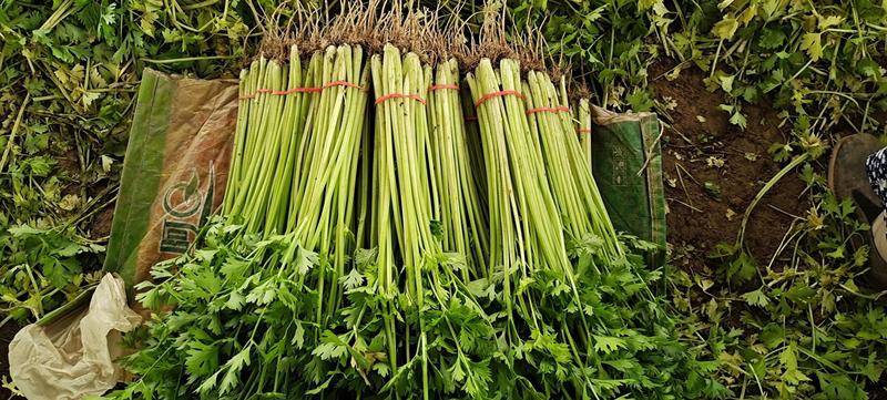 速生小香芹种子芹菜种子生长快易栽培产量高50Cm可上市