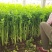 速生小香芹种子芹菜种子生长快易栽培产量高50Cm可上市