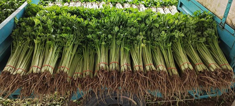 速生小香芹种子芹菜种子生长快易栽培产量高50Cm可上市