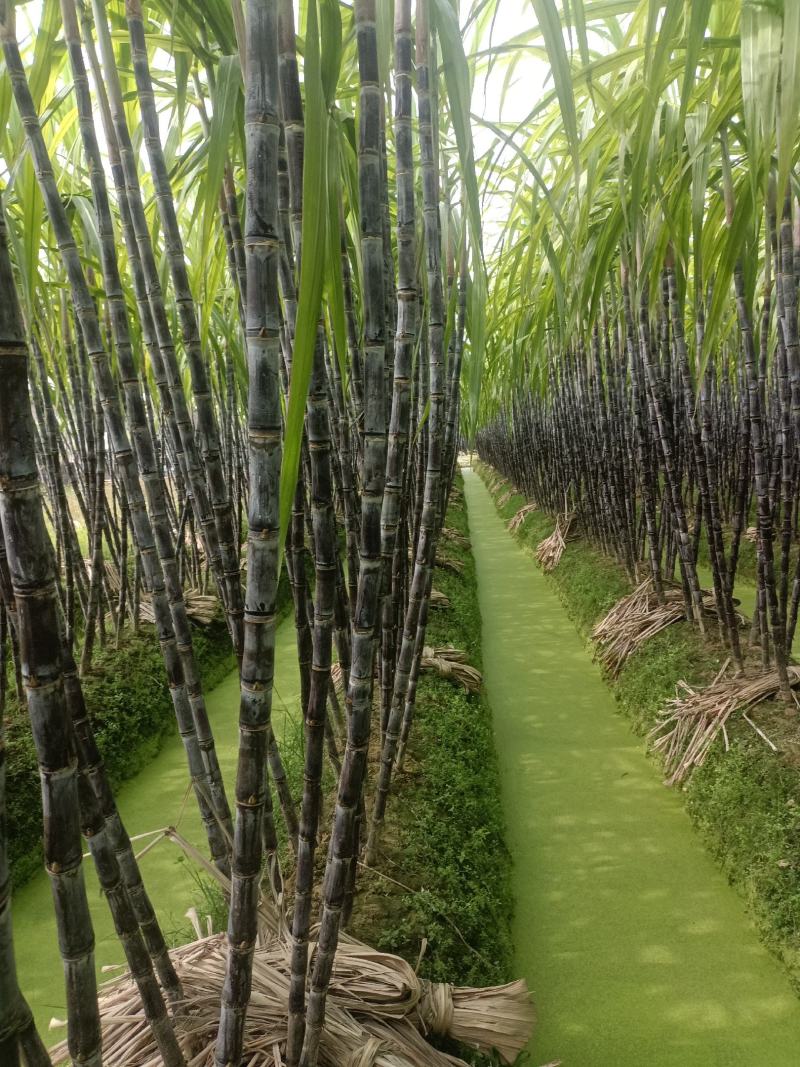 广西玉林博白县黑皮甘蔗种植基地，欢迎各地老板来收购