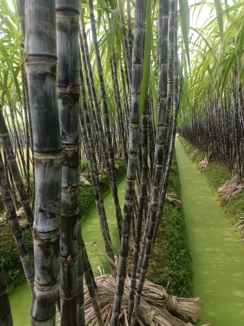 广西玉林博白县黑皮甘蔗种植基地，欢迎各地老板来收购