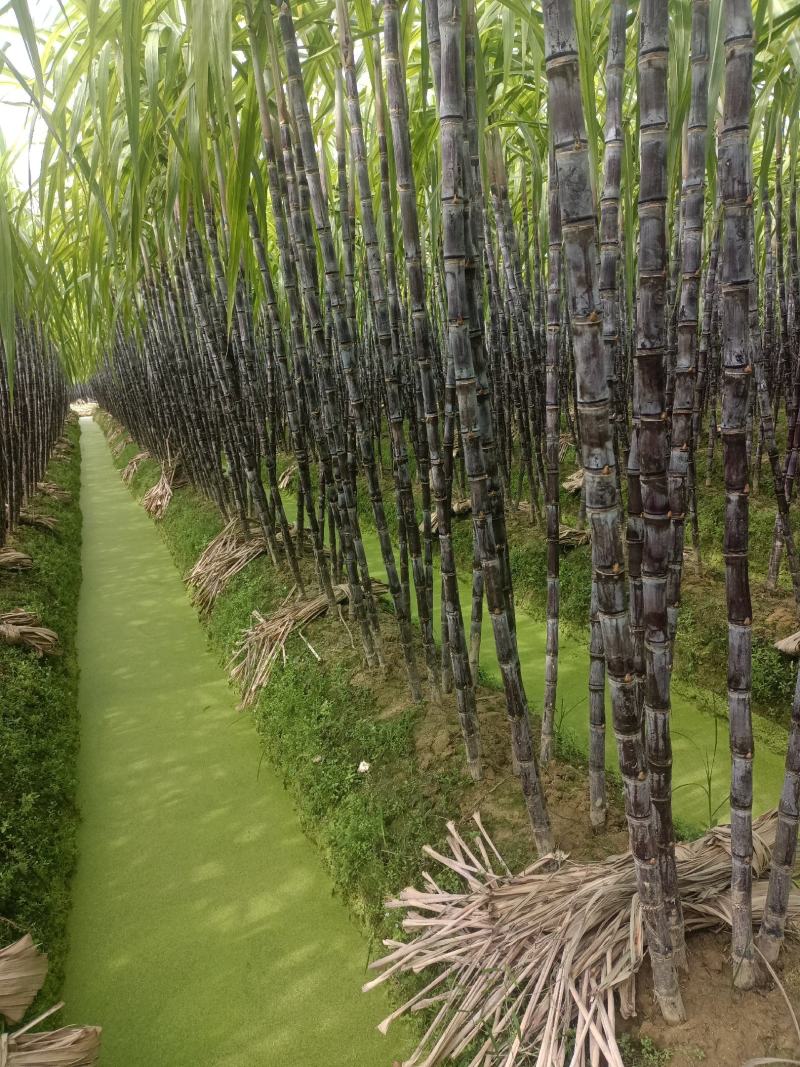 广西玉林博白县黑皮甘蔗种植基地，欢迎各地老板来收购