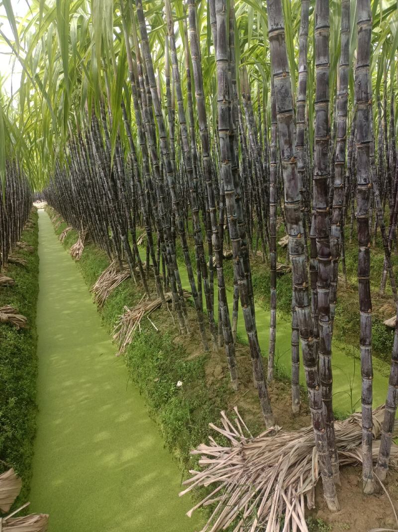 广西玉林博白县黑皮甘蔗种植基地，欢迎各地老板来收购