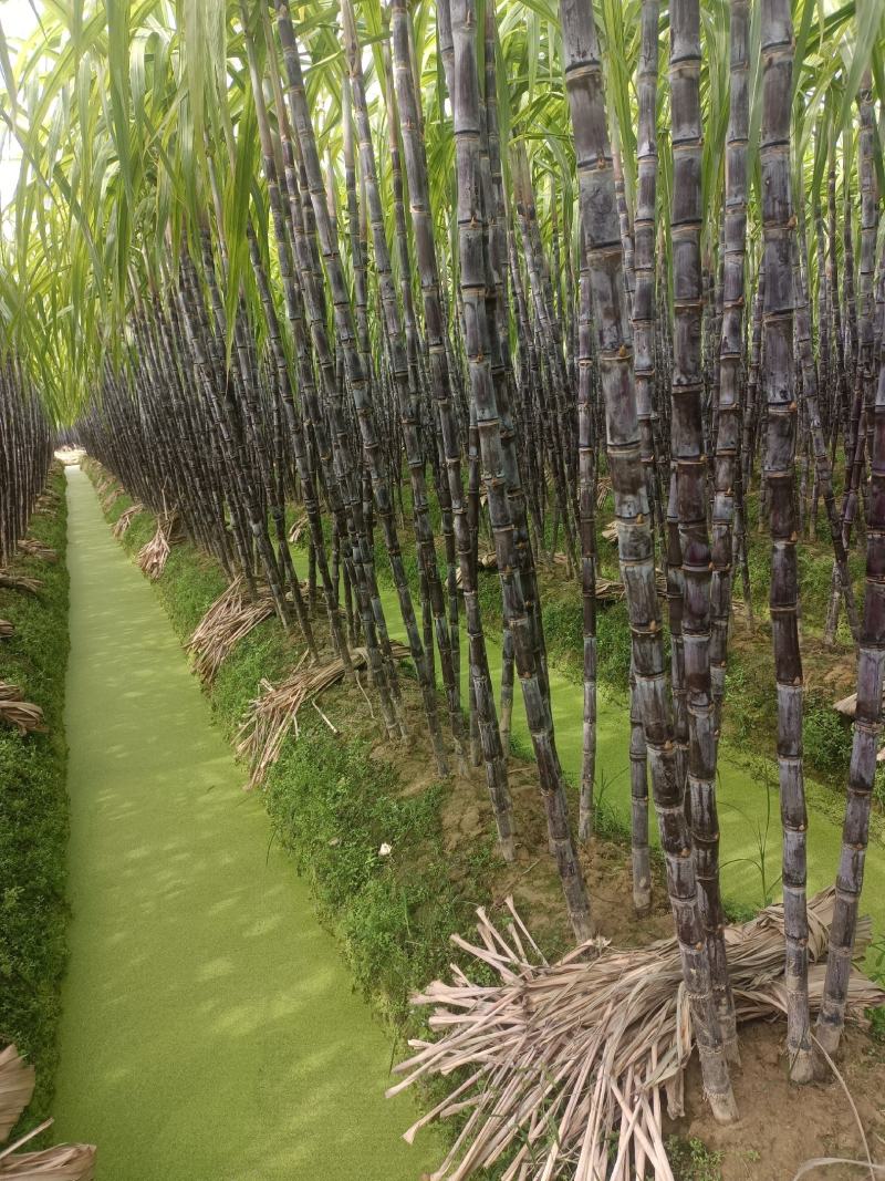 广西玉林博白县黑皮甘蔗种植基地，欢迎各地老板来收购