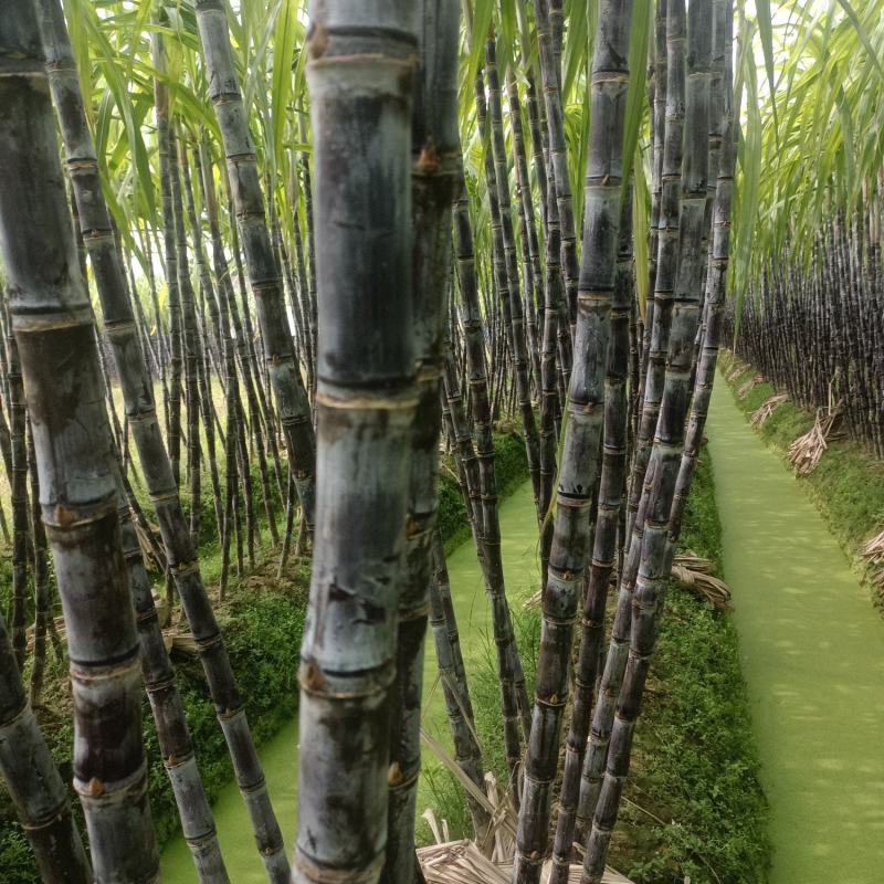 广西玉林博白县黑皮甘蔗种植基地，欢迎各地老板来收购