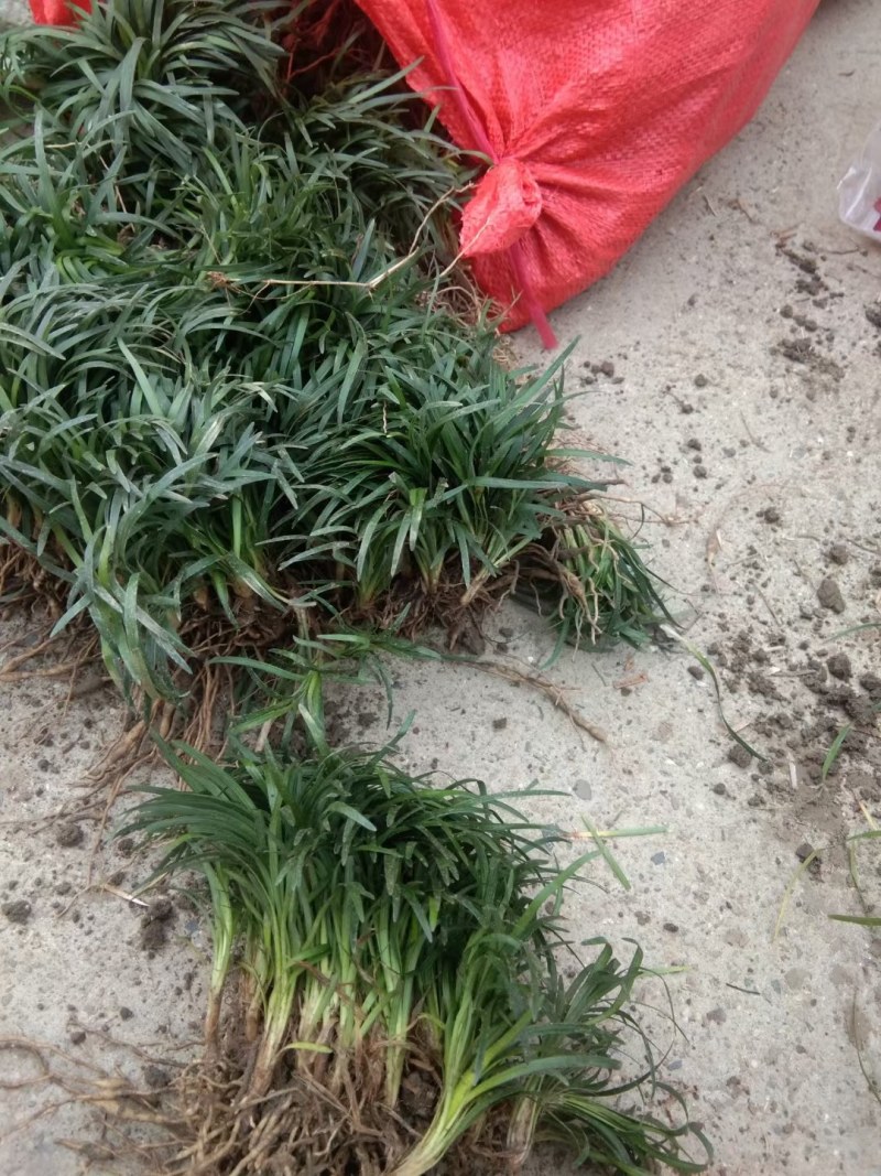 矮麦冬玉龙草