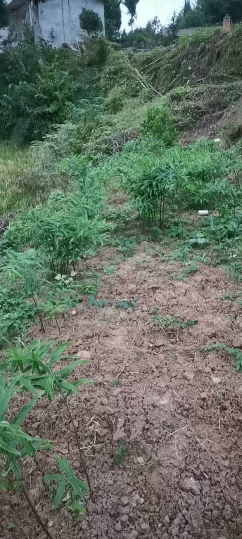 黄精