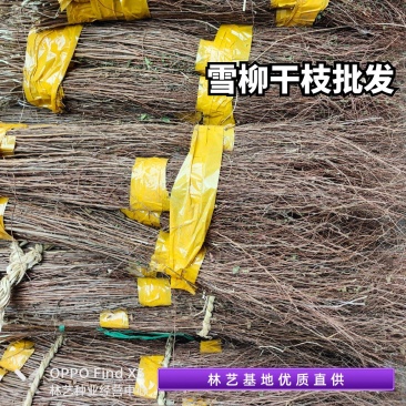 雪柳鲜枝干枝盆栽水养插花水培植物室内花卉喷雪花绿植遇水开